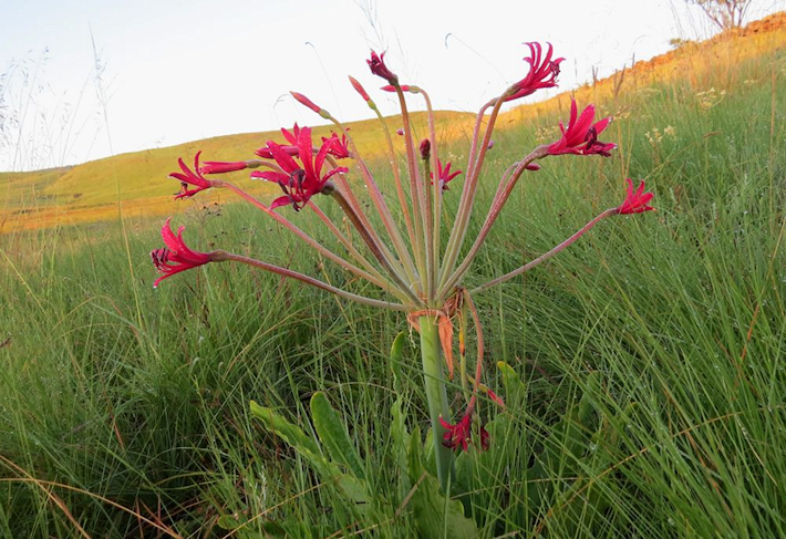 Brunsvigia undulata